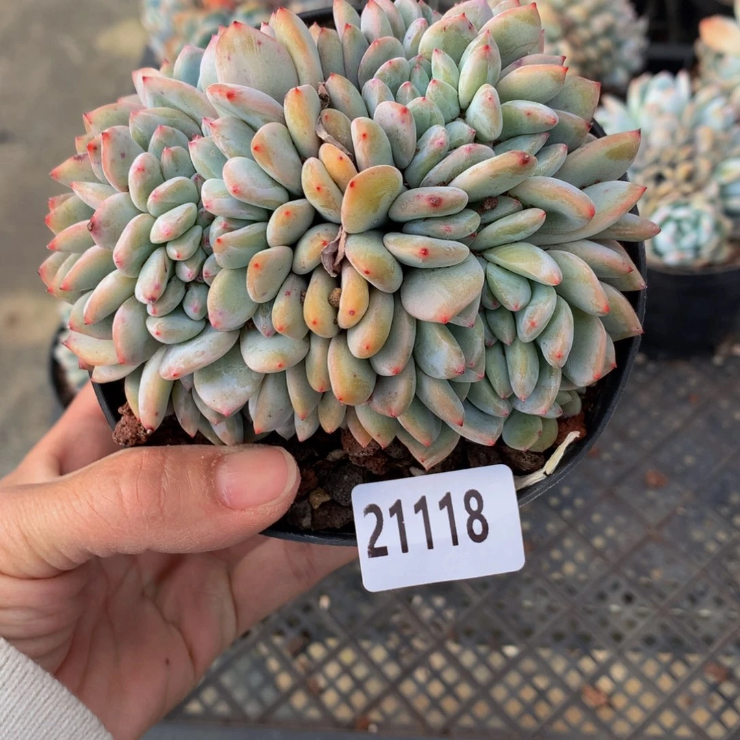 王**?21118缀在美国加利福尼亚州州长将