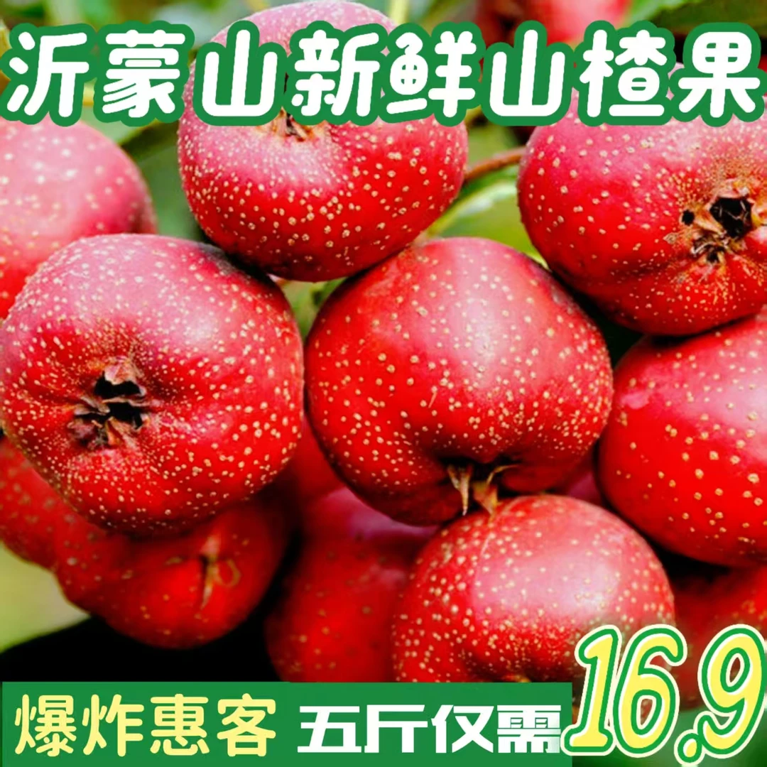 沂蒙山山楂红果大金星山地红山楂当季新鲜老品种