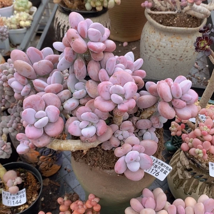 桃蛋老桩特价176多肉植物
