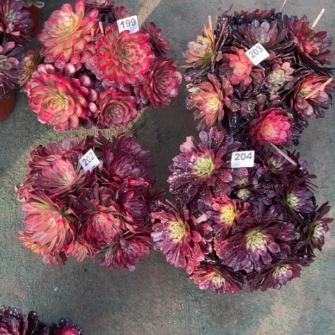 用****9202铜壶锦朵朵多肉，