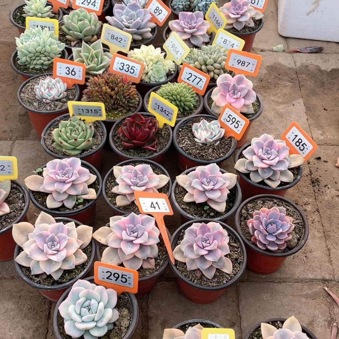 【闪购商品】李**r1383两颗一组