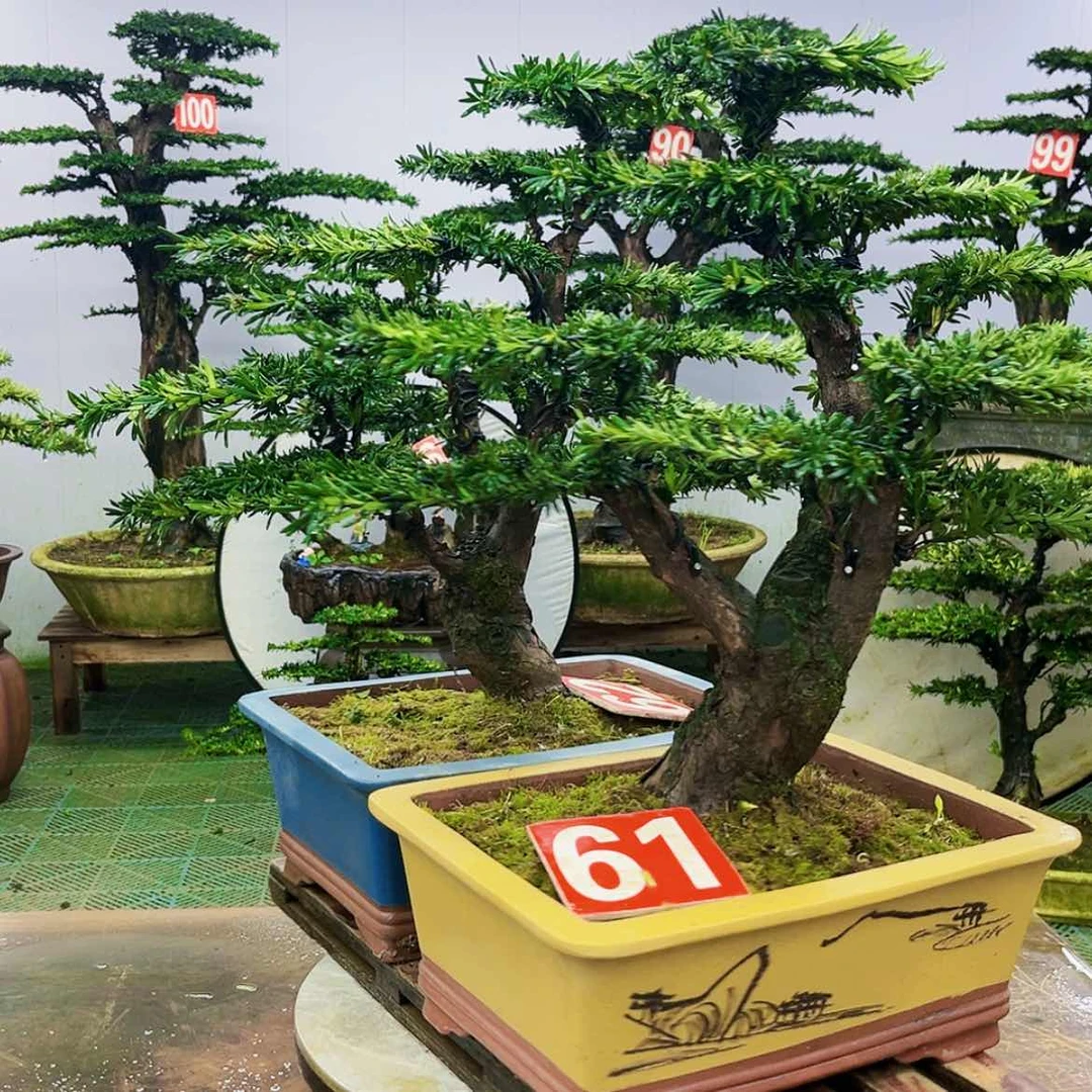 【闪购商品】无花朵罗汉松盆景作品欣赏与
