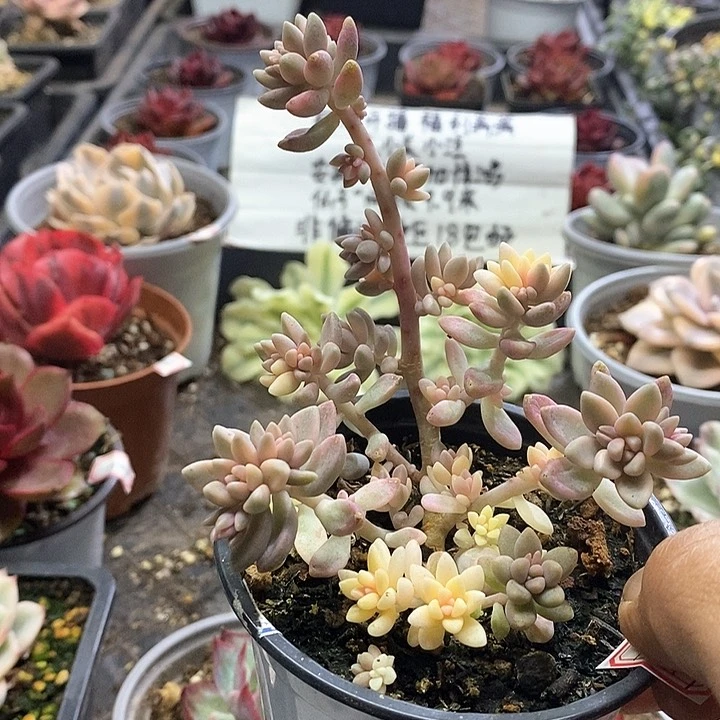 1491多肉姬秋丽锦