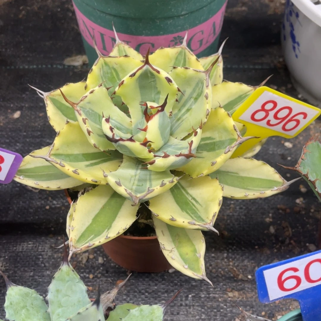 吉祥冠宽覆轮锦龙舌兰