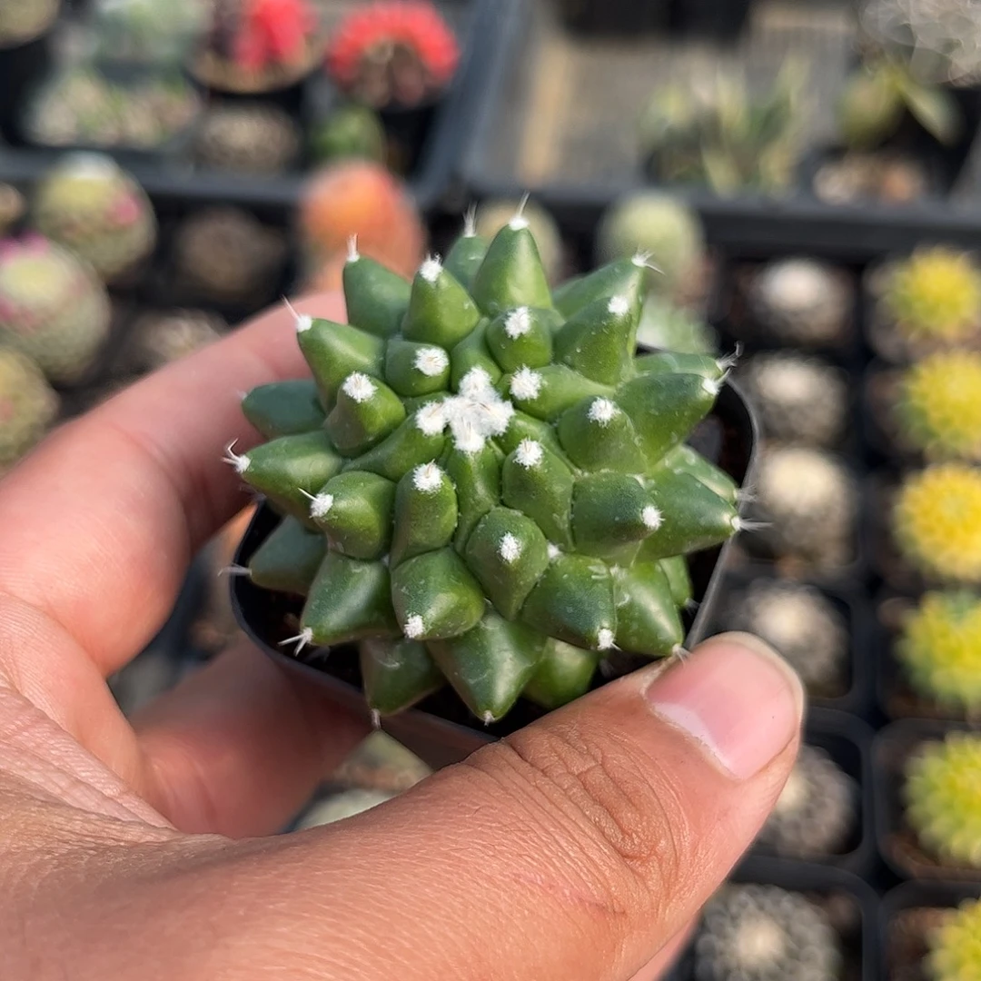 雪糕单头发货单头