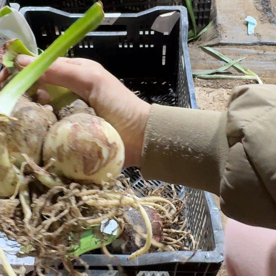 吉祥颂歌双胞胎6+6开花球