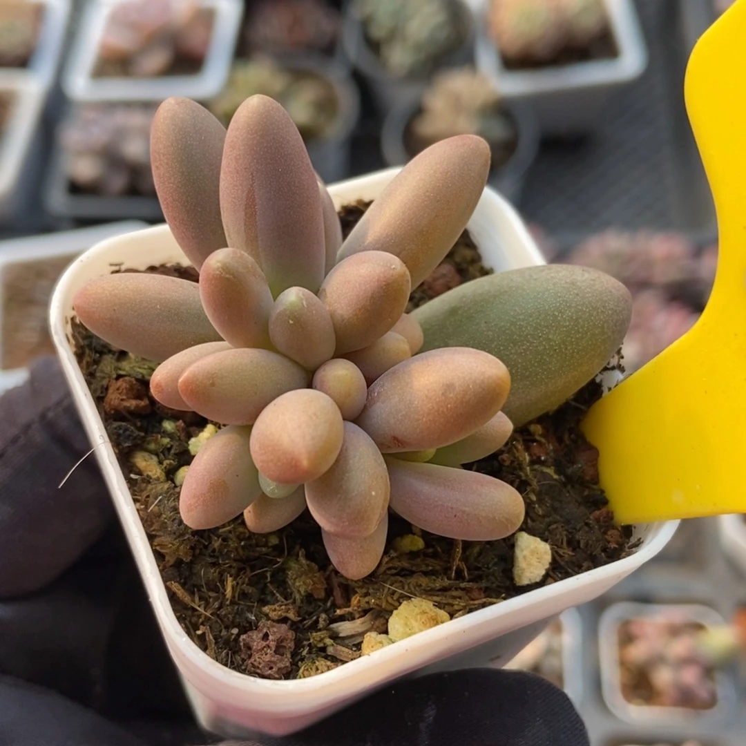 963糖果美人多肉植物保护