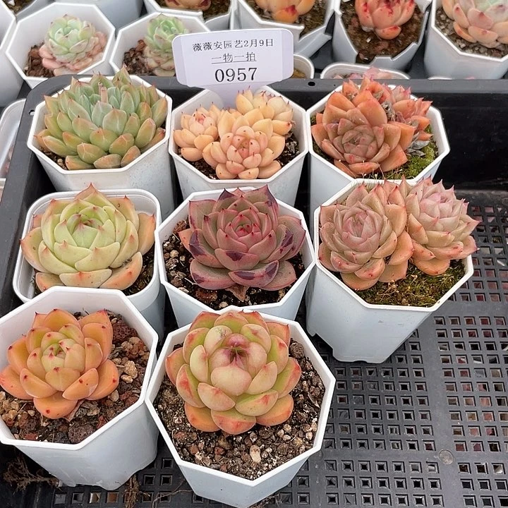薇薇安园艺多肉0957