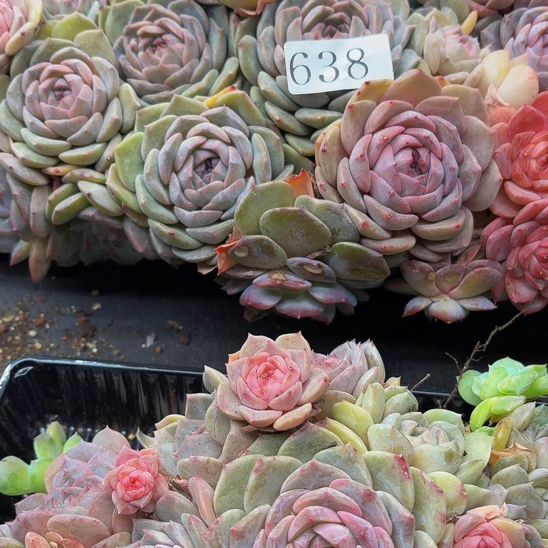 粉***糖多肉植物多肉植物638