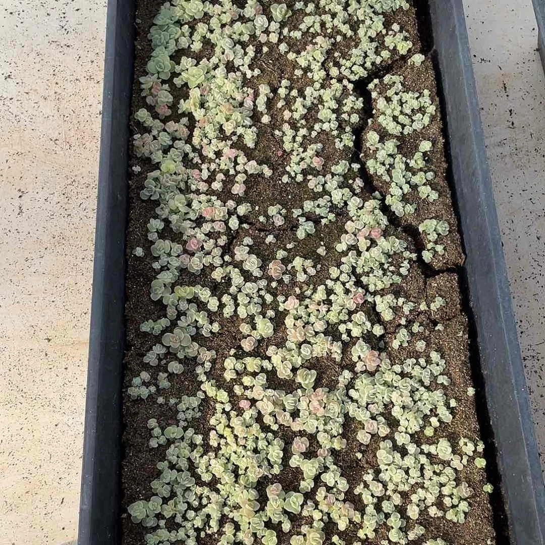 布**辣糕大上多肉植物506