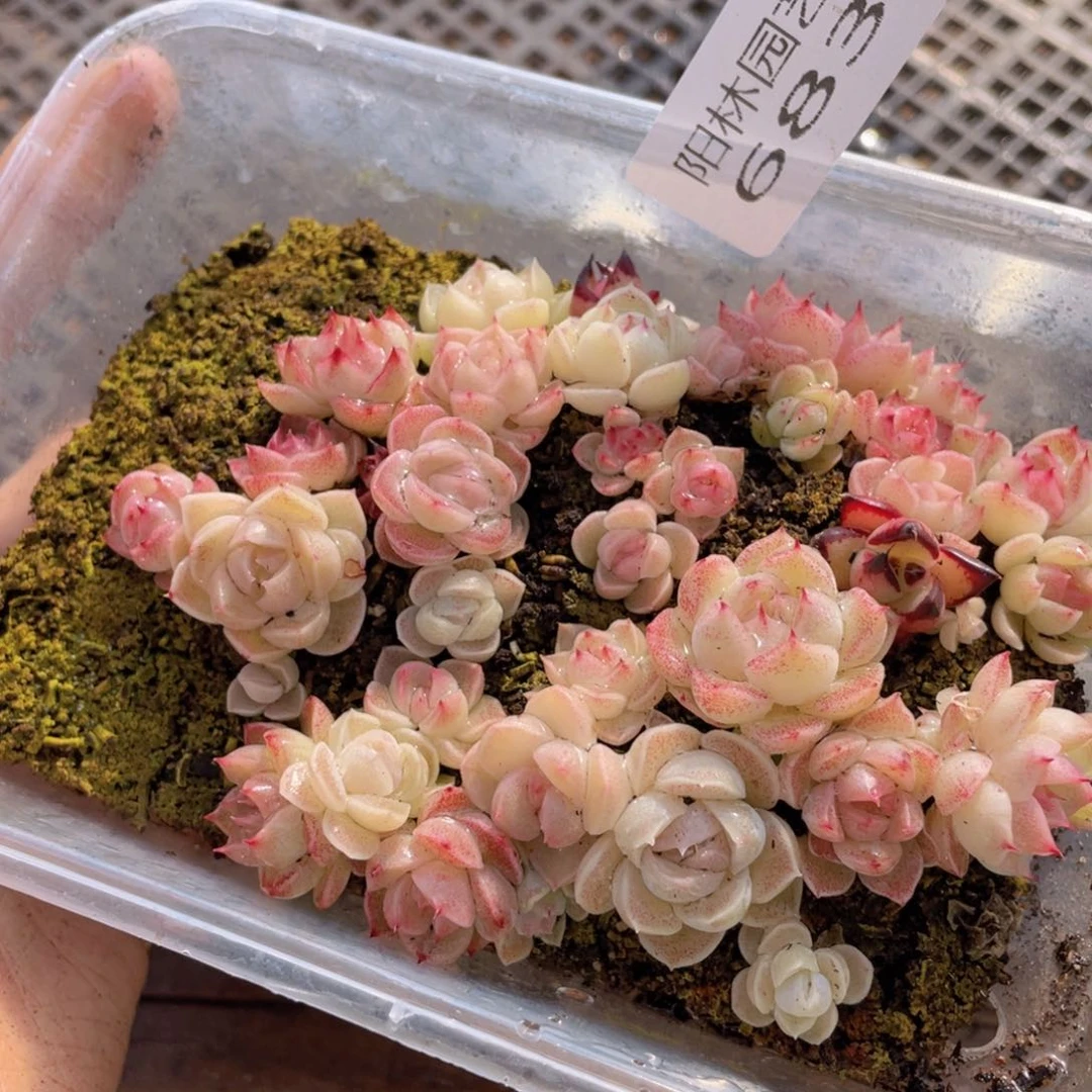 多肉植物多肉植物683