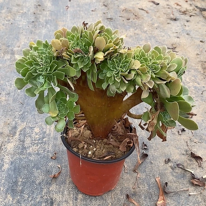 玫瑰缀多肉植物002