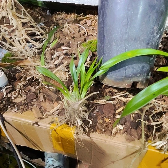 无花朵虎头兰矮种