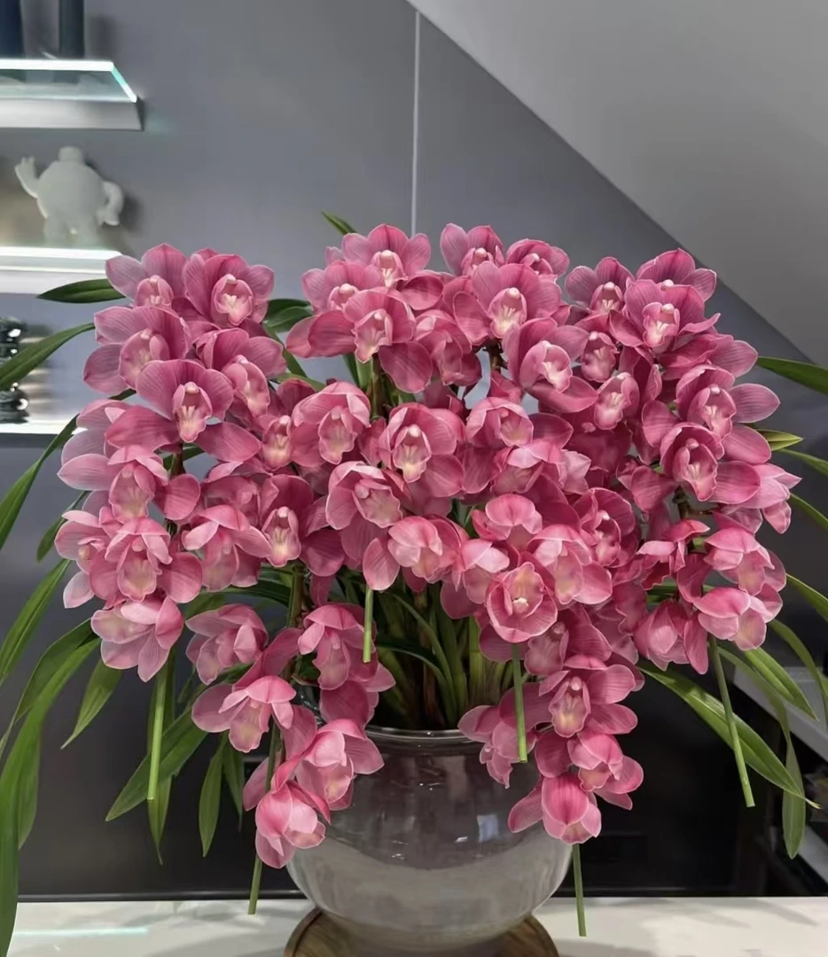 一物一拍【蕙兰】2支兰花  浓香型 好种好养室内兰花