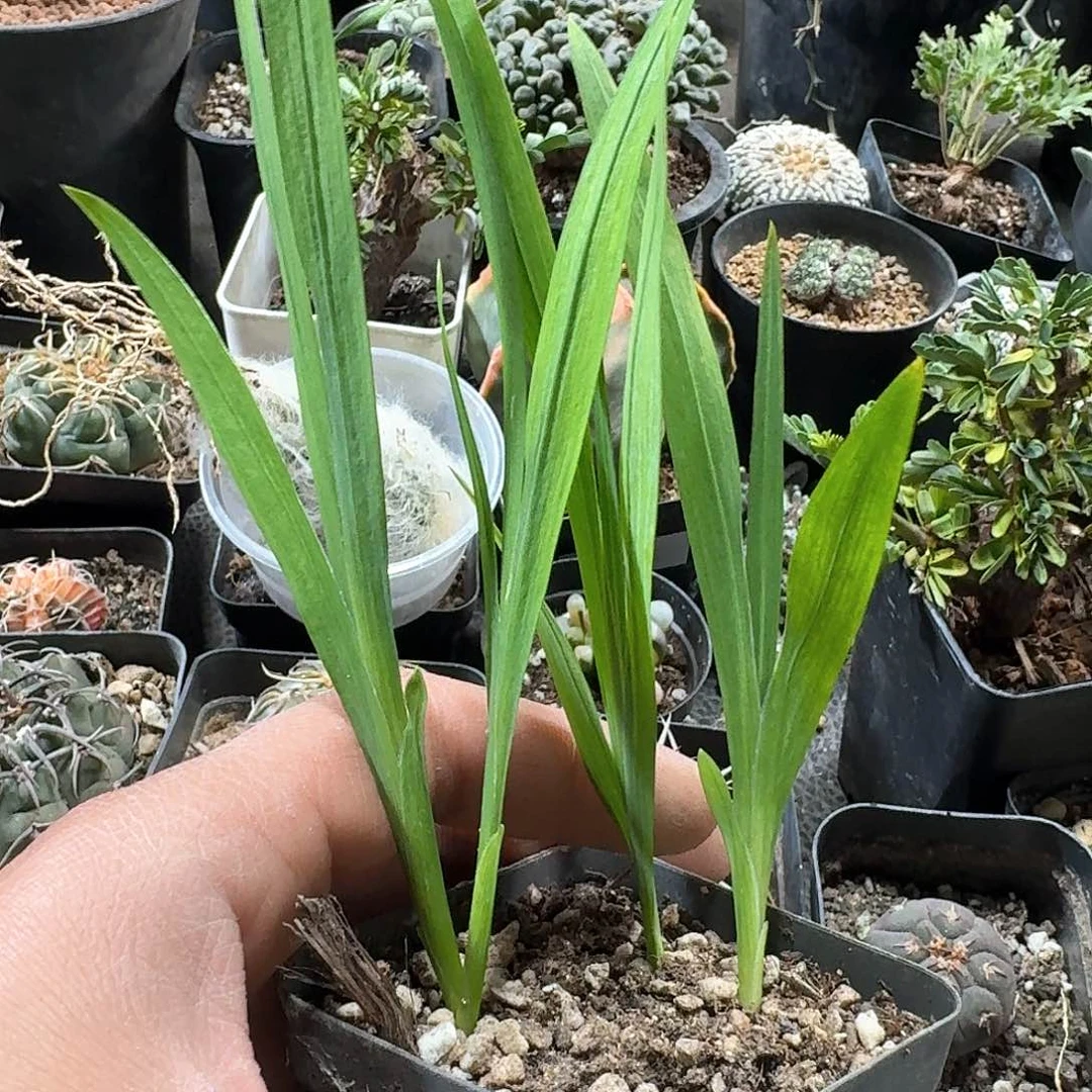 486香雪兰带盆发货