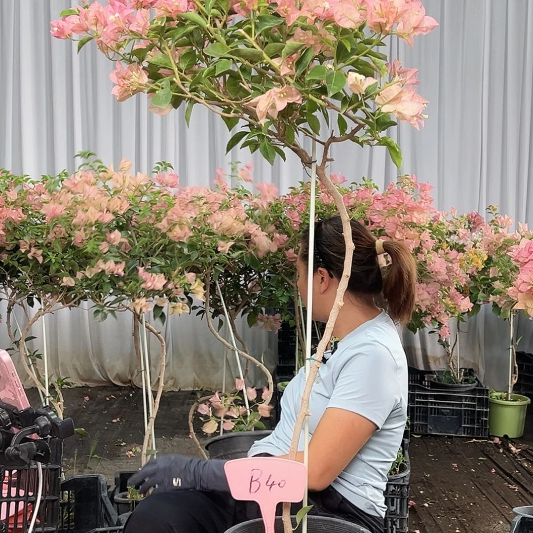 微***…当前无花栽培后可以开花B40卡亚塔