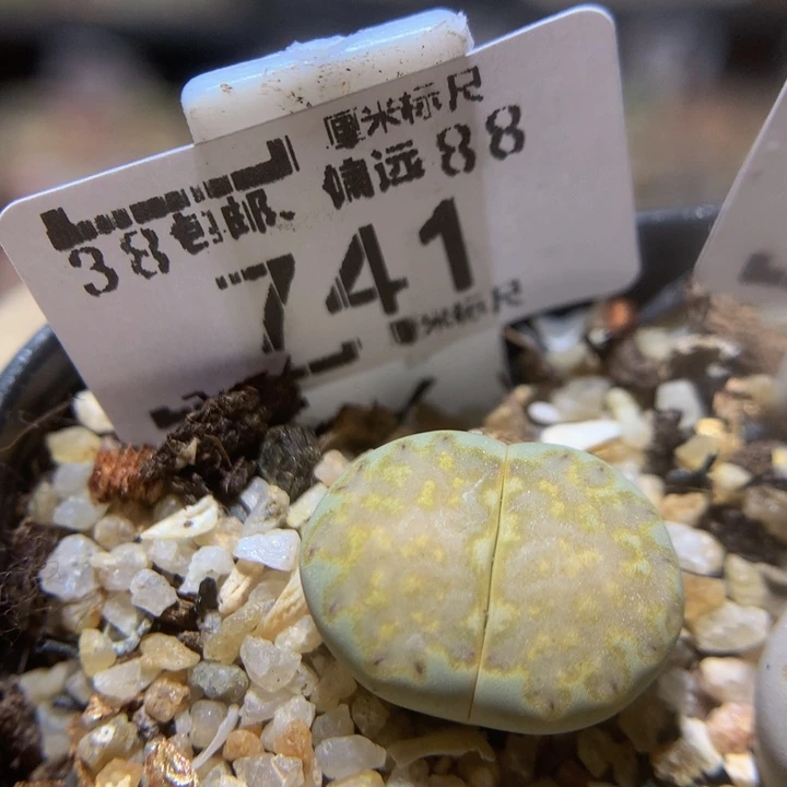 Sss精品生石花741抹茶