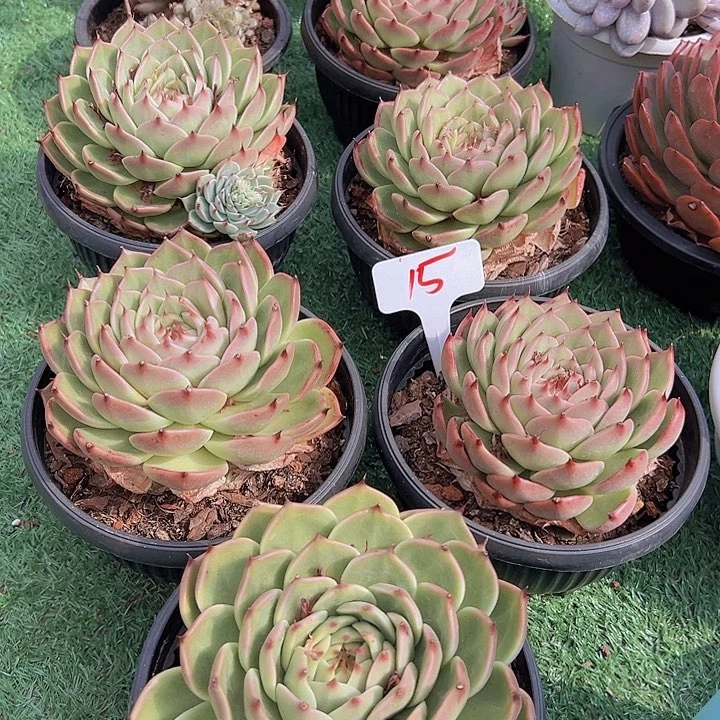 15脱丝卡一个托土