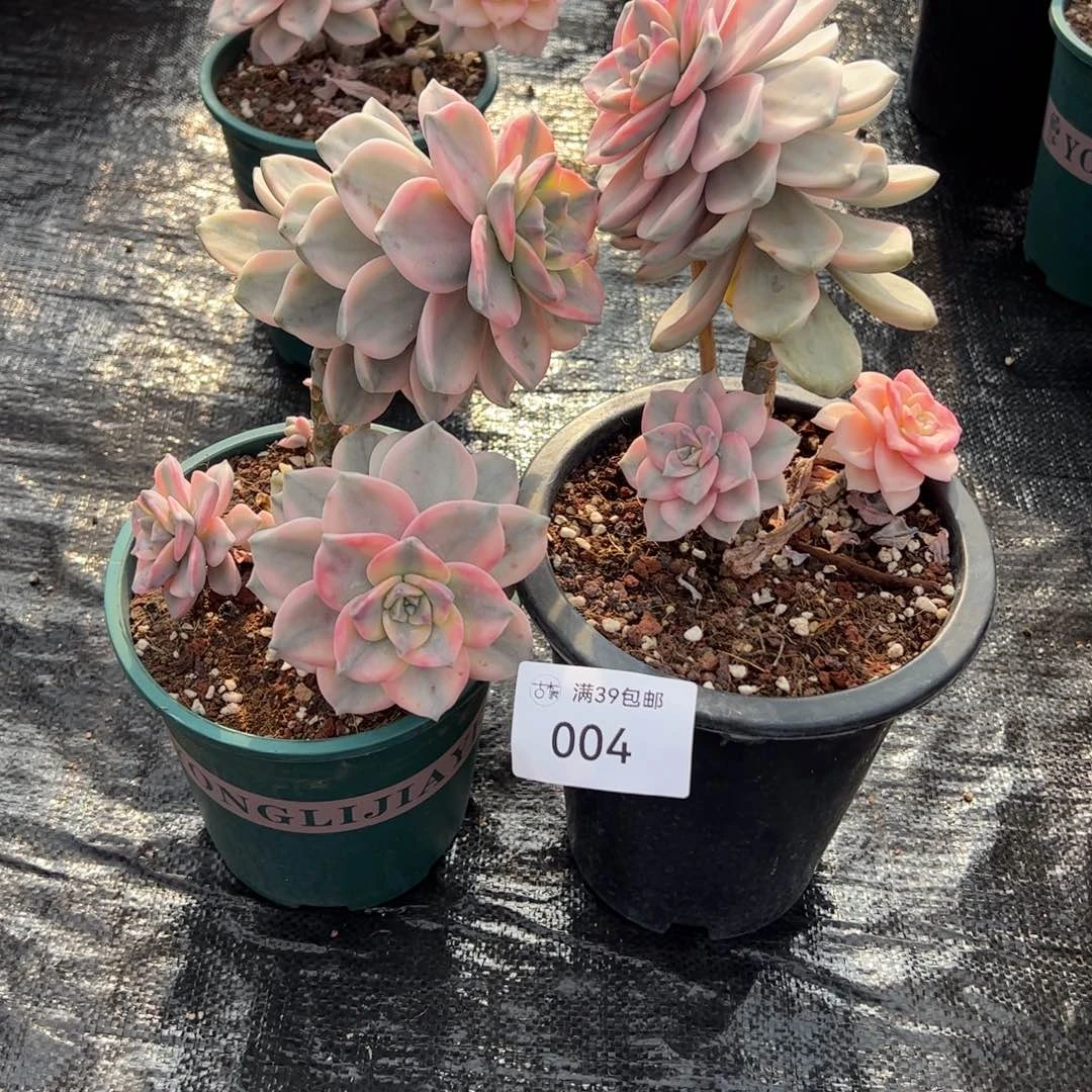 004多肉植物紫乐锦