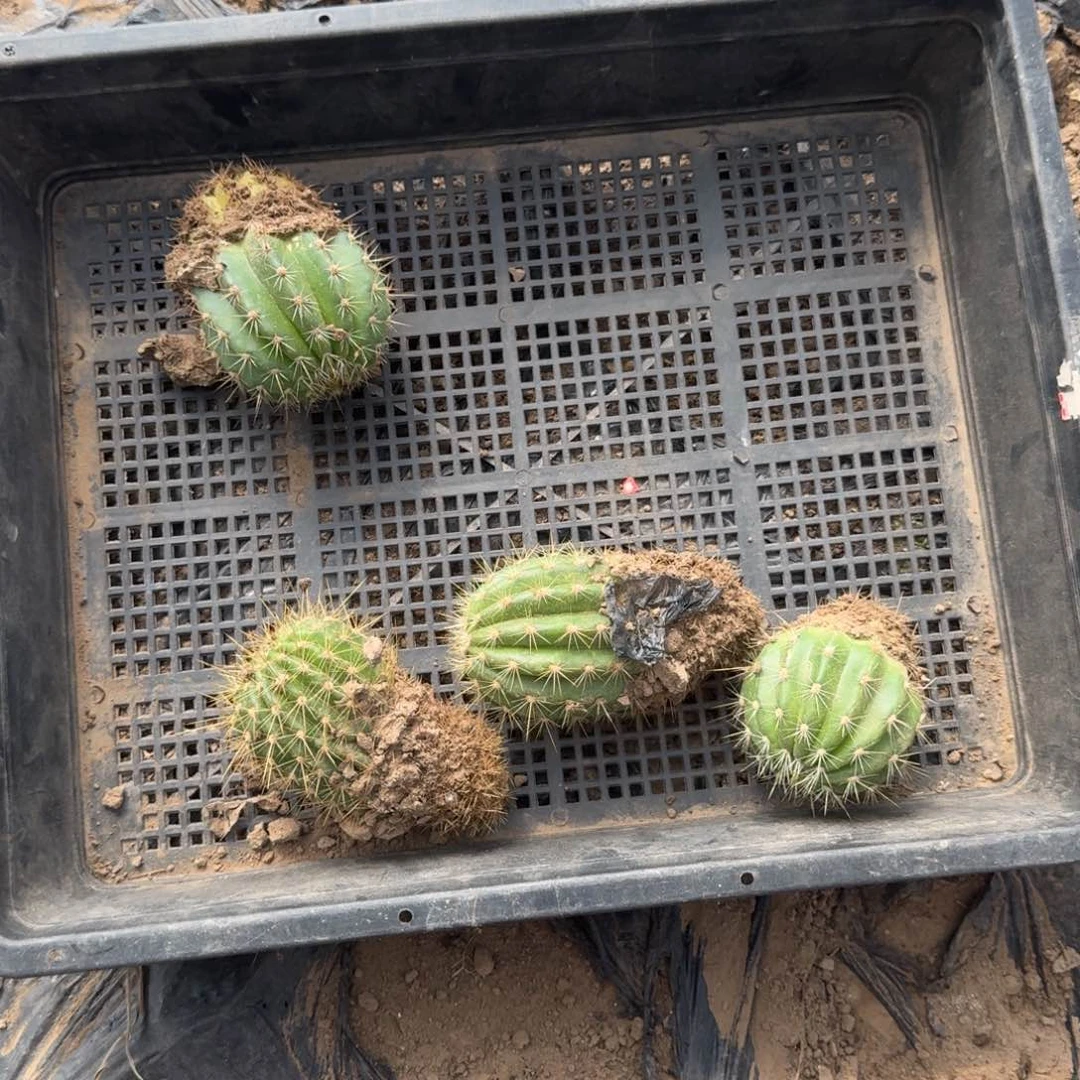 206新品毛花柱根脱土斑，20包邮根掉了