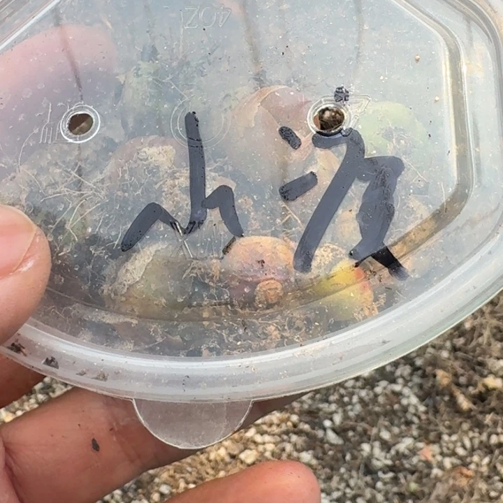 ?****⁶毛彩拼福利小瘦组合