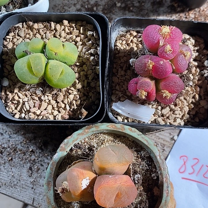 8312。    一组彩蟠桃。