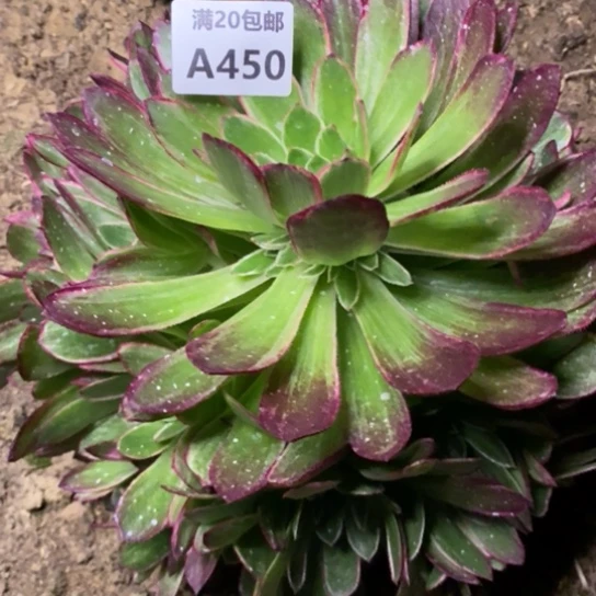 孔雀翎450多肉植物