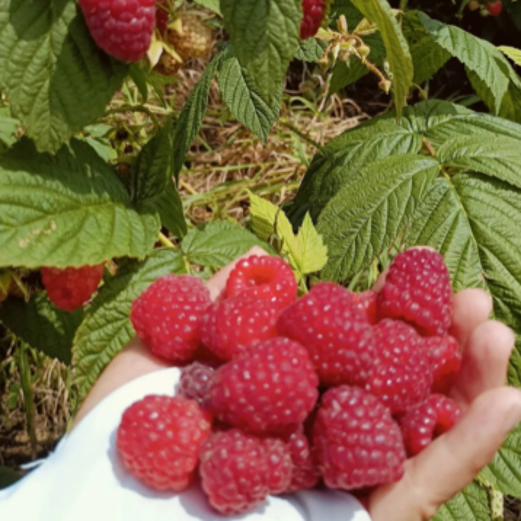 多季无刺红树莓黑树莓黄树莓果树苗南北方种植