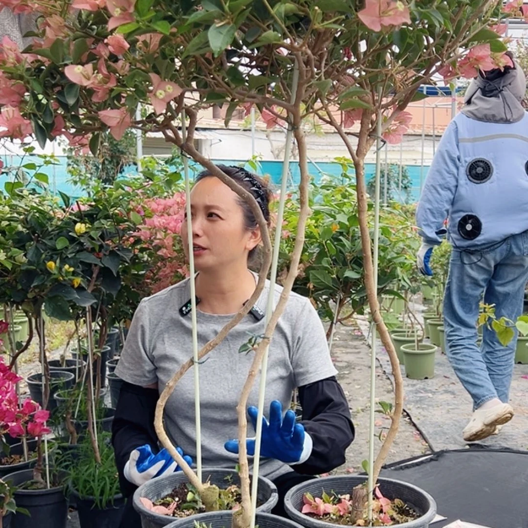 大部分花苞少量开放卡亚塔黑盆棒棒糖一颗