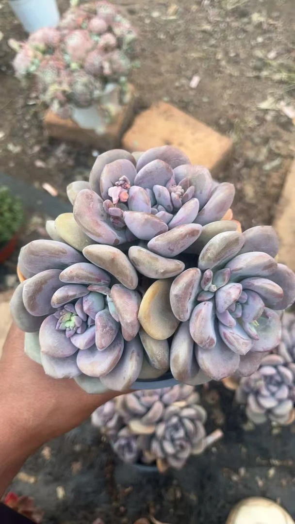 白鹭 花开花卉多肉植物 易养活栽种养护 裸根发货