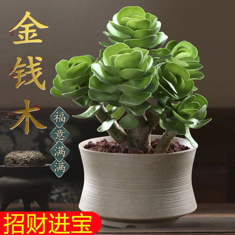 【2.5万人在12小时内发货】金钱木金钱树发财树老桩多肉植物花卉