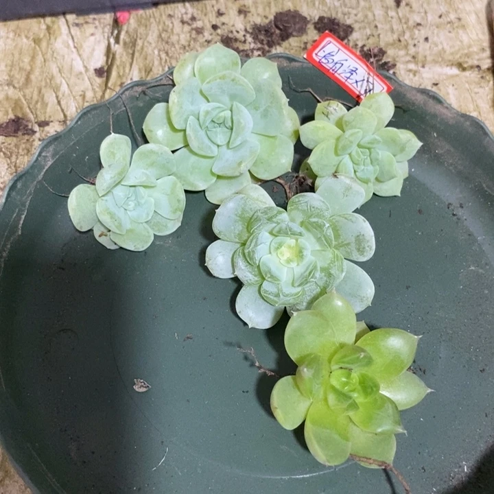 5号套餐5颗送2颗多肉