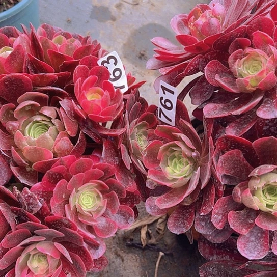 老*多肉植物两个