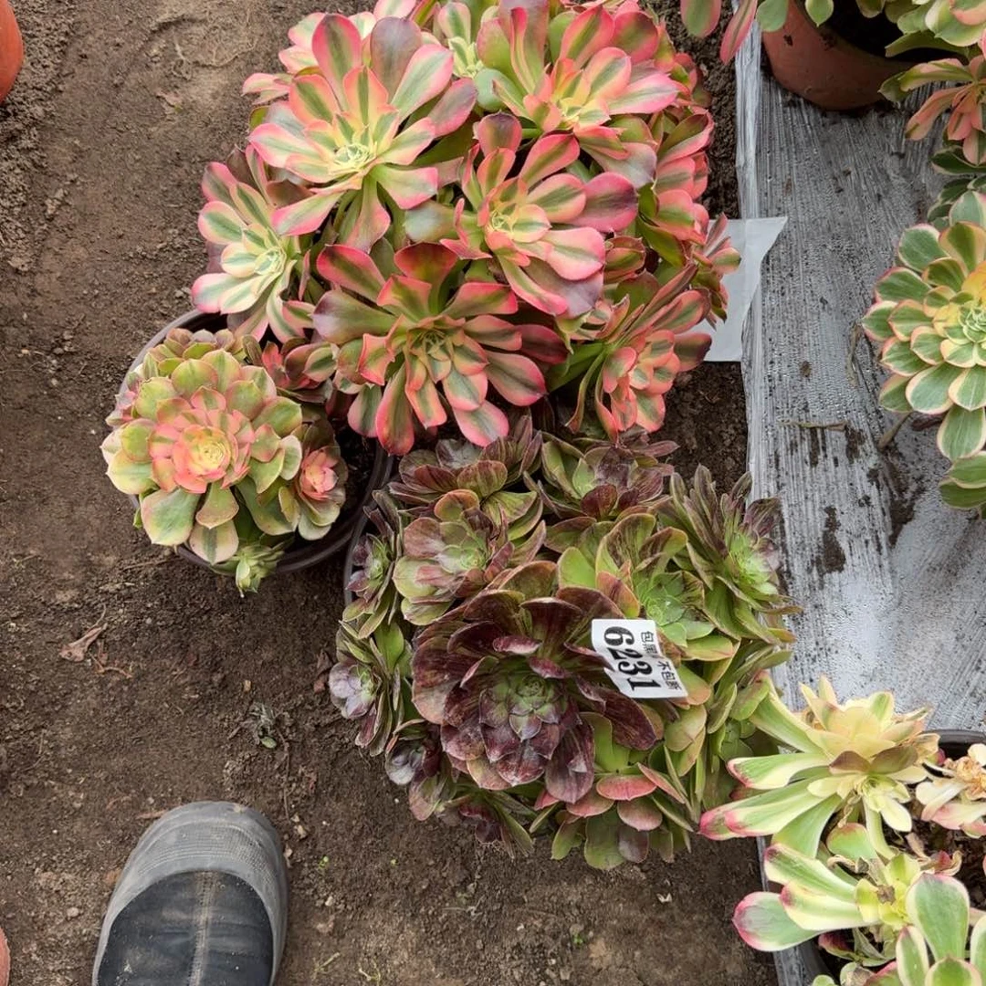 法师3颗6231 19-47