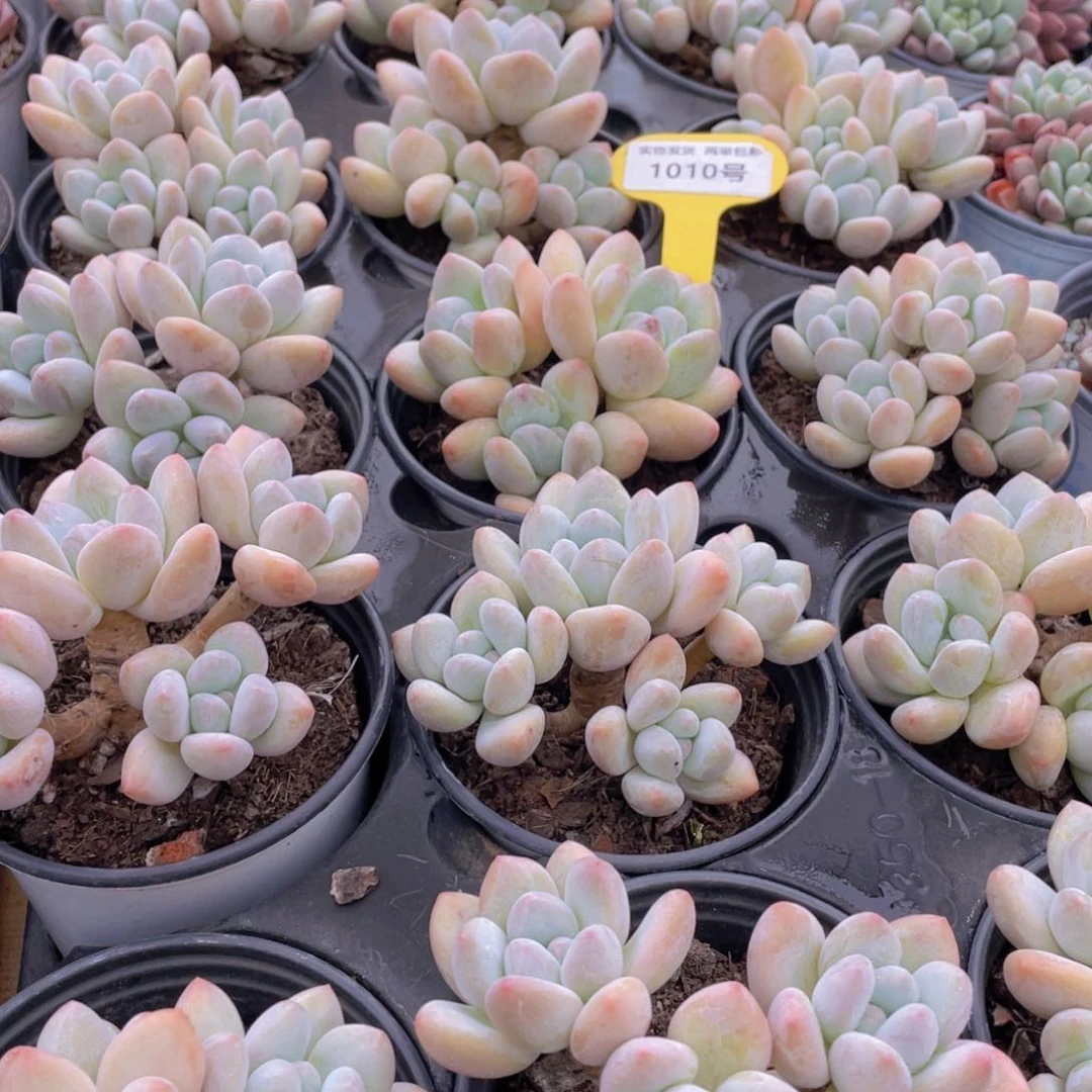 1010号 开播福利奶油丸叶香水老桩大群生一个