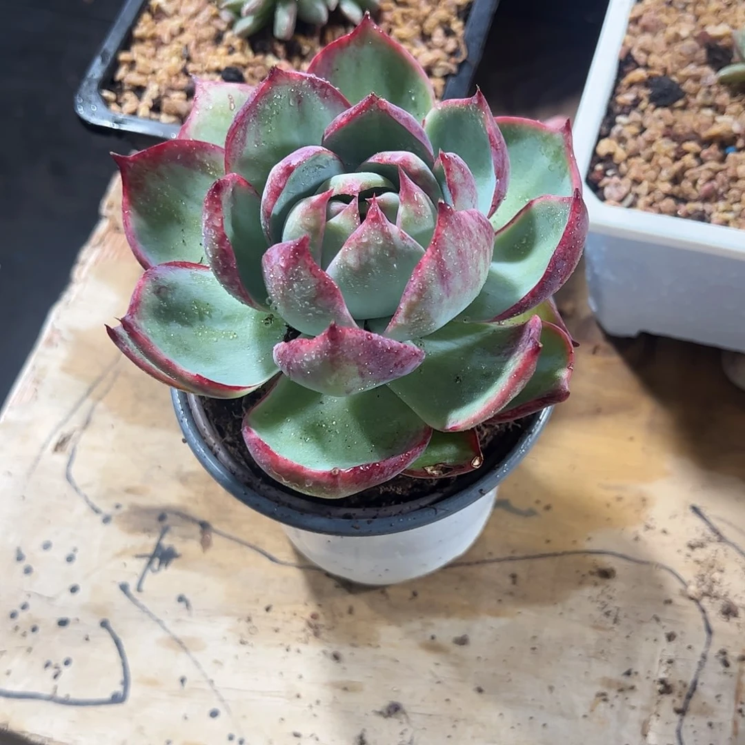 阿***巴惊鸿仙子多肉植物