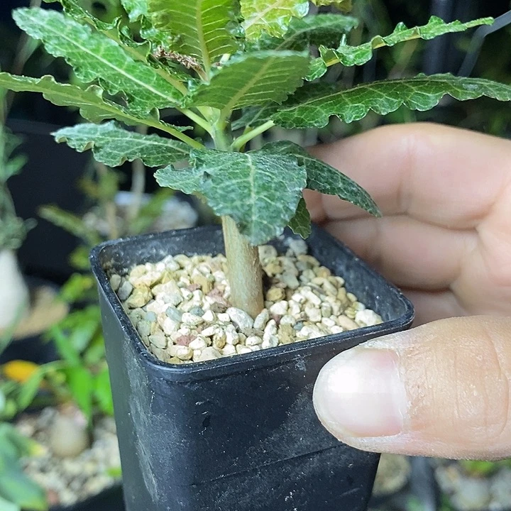 难***涂娜娜的微博视频我想要