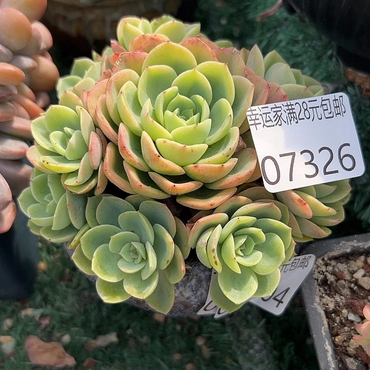 幸运的是你还没遇到幸运