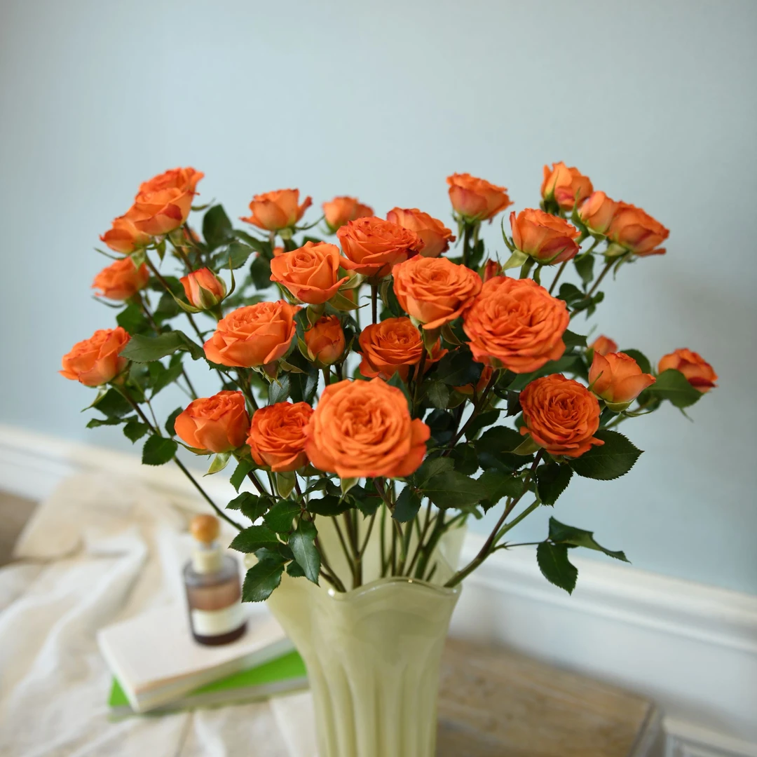 【橙芭比】A级70CM多头玫瑰云南基地直发现采现发