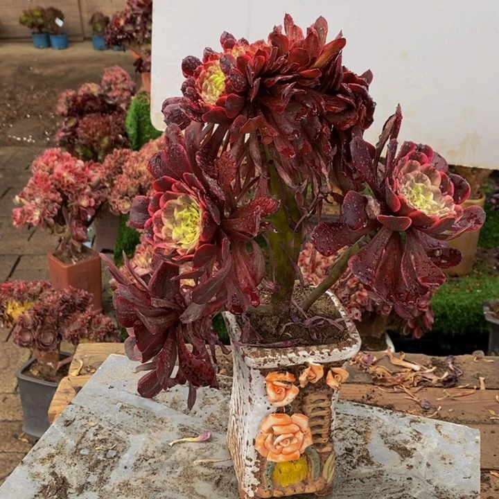 水墨画缀化多肉1颗