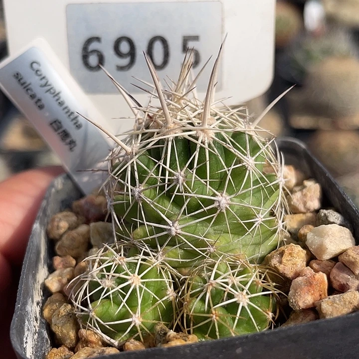 6905 百鹰群实生裸根发货