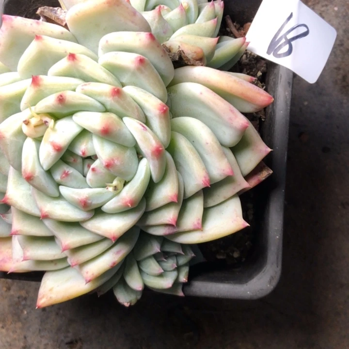 ?**儿18///////////////