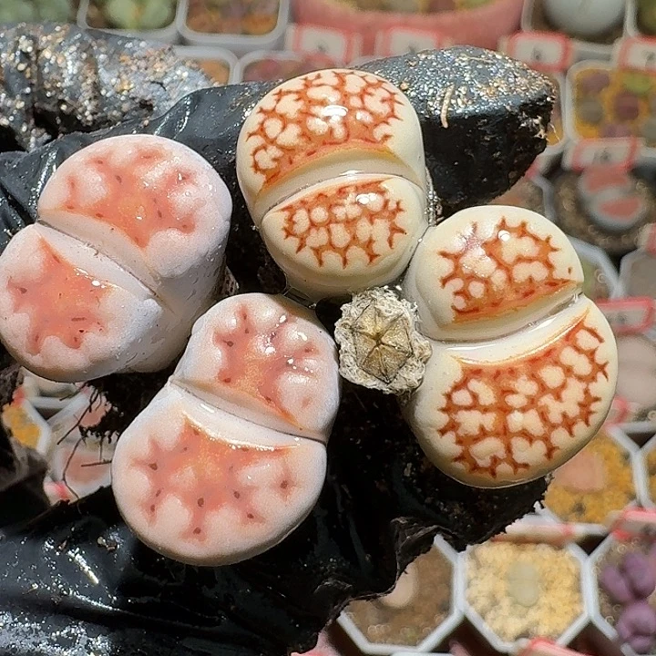 生石花3:：。生。 616号