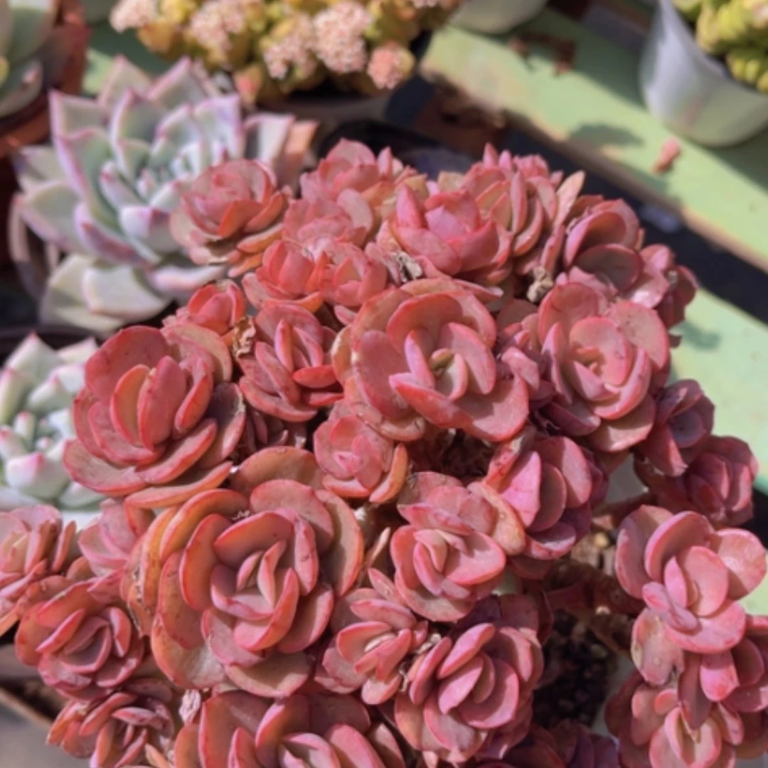 【闪购商品】秀妍19131