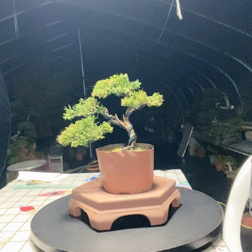 【闪购商品】盆景盆景艺术