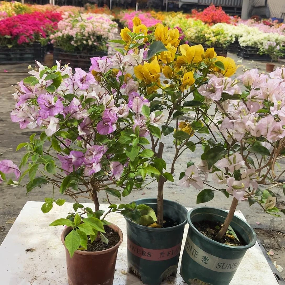 大部分花苞少量开放雪紫，柠檬黄，苹果花