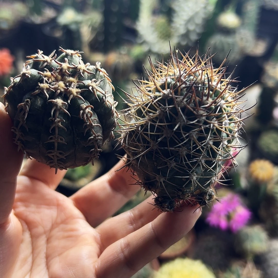 虎抓加逆豹 仙人球111111111