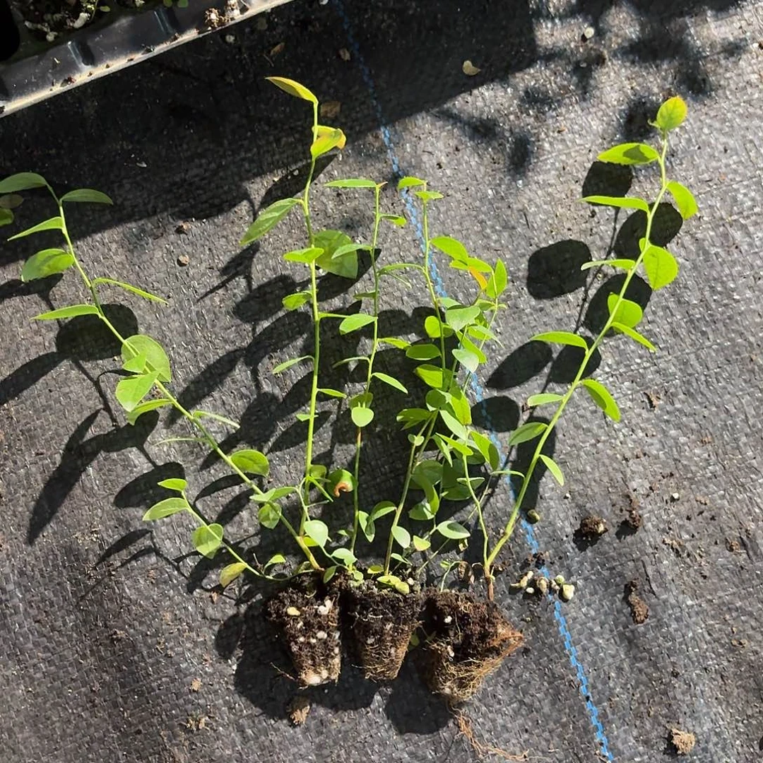 F6 苔藓苗。3颗。