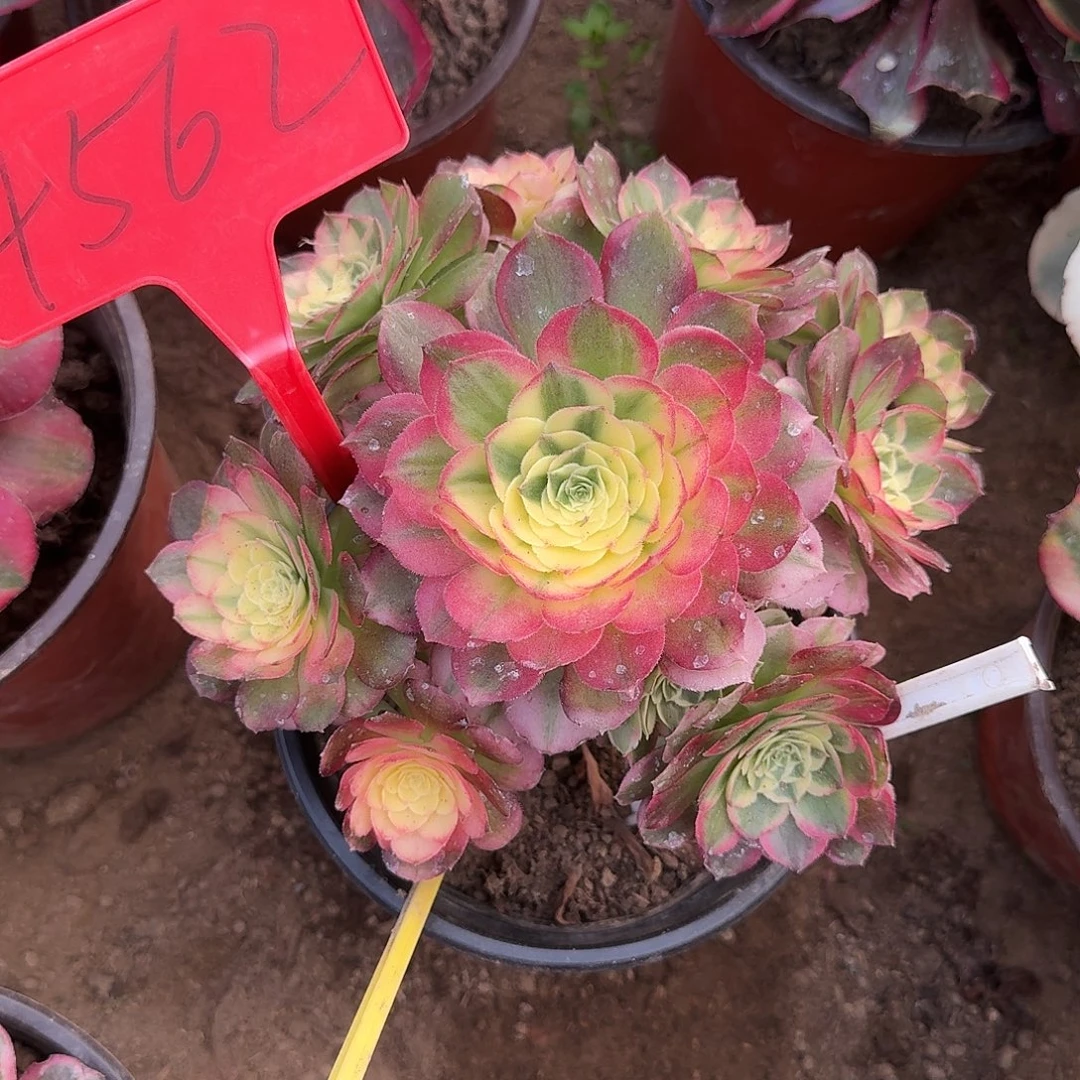 4562海仙多肉法师