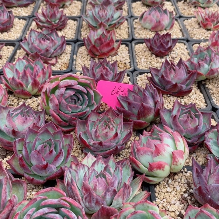 愚***鹤惊鸿仙子多肉植物寄养发货